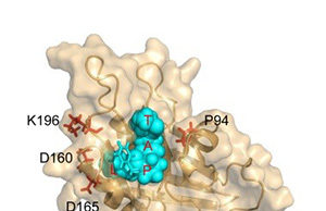 Scientists report on novel method for extending the life of implantable devices in situ