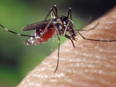 ACC 2017: Researchers sound alarm over Zika’s potentially harmful effects on heart