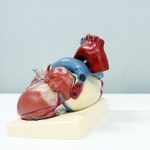heart-organ-thumbnail.jpg