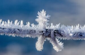 Pilot study shows cryoablation safe and effective for patent foramen ovale closure in AF patients